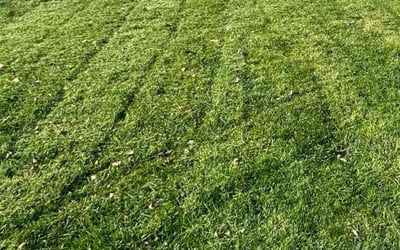 Photo of Jill M.'s yard after getting landscaping in Lake Bluff, IL
