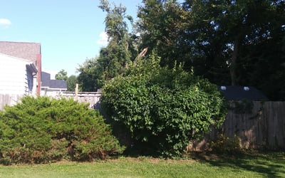 Photo of Terry L.'s yard after getting tree care in West Chester, OH