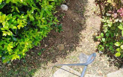 Photo of Andrew S.'s yard after getting landscaping in Kannapolis, NC
