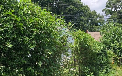Photo of Kyle M.'s yard after getting landscaping in Church Road, VA