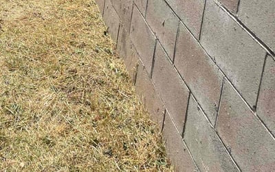 Photo of Daniel T.'s yard after getting landscaping in Laguna Niguel, CA