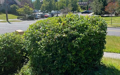 Photo of Steven A.'s yard after getting landscaping in Eatonville, WA