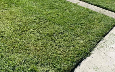 Photo of Teresa B.'s yard after getting lawn care in Oceanside, NY