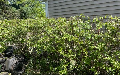 Photo of Lynne T.'s yard after getting tree care in Rockford, IL