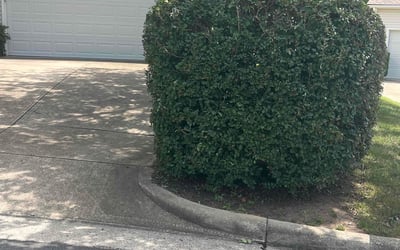Photo of Mike W.'s yard after getting landscaping in Apex, NC