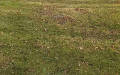 Photo of Tim H.'s yard after getting landscaping in Monrovia, IN