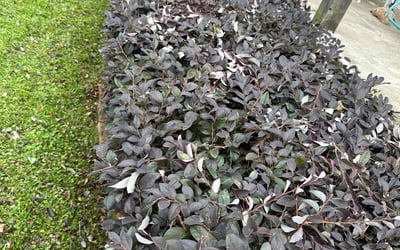 Photo of Brian H.'s yard after getting landscaping in Augusta, GA
