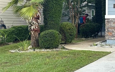 Photo of Teresita F.'s yard after getting tree care in Jacksonville Beach, FL
