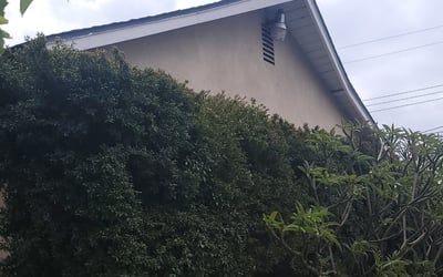 Photo of Theresa G.'s yard after getting landscaping in San Juan Capistrano, CA