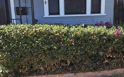 Photo of Mathilde T.'s yard after getting landscaping in Del Mar, CA