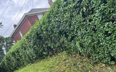 Photo of Dakota G.'s yard after getting landscaping in Pittsburgh, PA