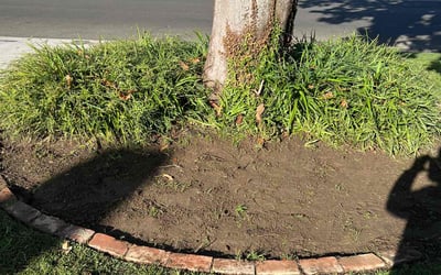 Photo of Justin S.'s yard after getting tree care in Santa Maria, CA