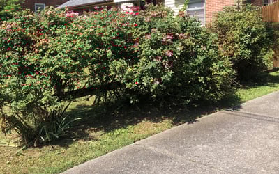 Photo of Mary D.'s yard after getting landscaping in Carthage, TN