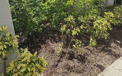 Photo of Ryan S.'s yard after getting landscaping in Bonita Springs, FL