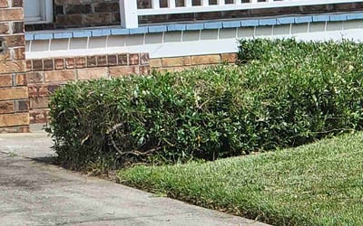 Photo of Mary R.'s yard after getting landscaping in Saint Stephen, SC