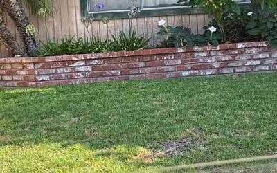 Photo of Suzanne A.'s yard after getting landscaping in Laguna Beach, CA