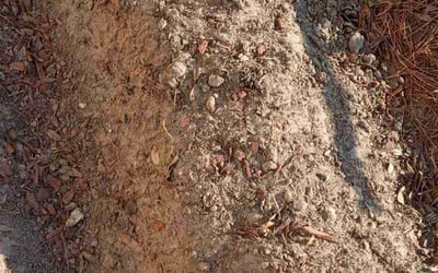 Photo of Sarah V.'s yard after getting landscaping in Folsom, LA