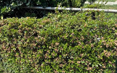 Photo of Sharon W.'s yard after getting landscaping in Washington, DC