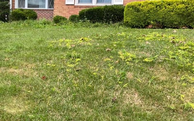 Photo of Hanna M.'s yard after getting landscaping in Rockville, MD