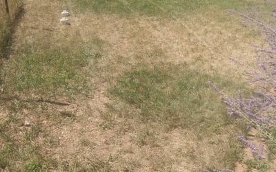 Photo of Laura P.'s yard after getting landscaping in Silver Plume, CO