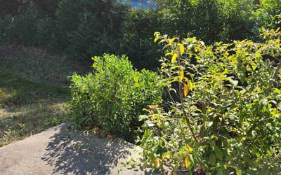 Photo of Quentin J.'s yard after getting landscaping in Winnsboro, SC