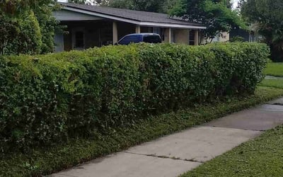 Photo of Zoe F.'s yard after getting landscaping in Orlando, FL