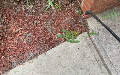 Photo of Kristina C.'s yard after getting landscaping in Gay, GA
