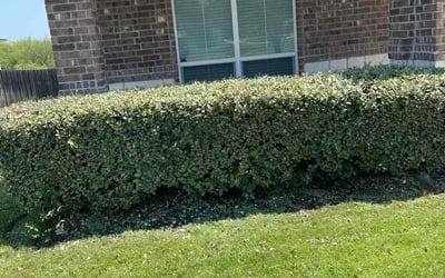 Photo of Leslie H.'s yard after getting tree care in Cibolo, TX