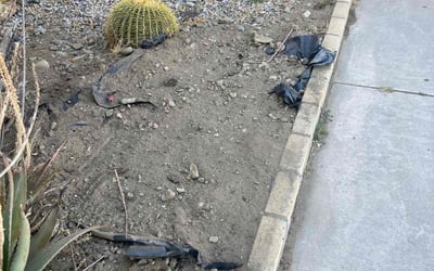 Photo of Nancy R.'s yard after getting landscaping in Palm Desert, CA