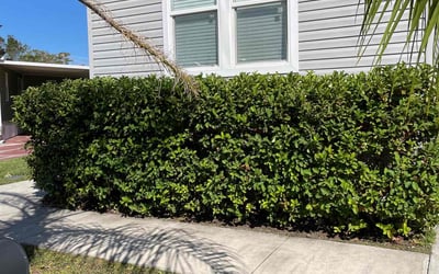 Photo of Terry S.'s yard after getting landscaping in Tangerine, FL