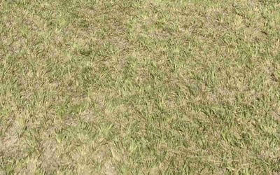 Photo of Miguel R.'s yard after getting landscaping in Randleman, NC