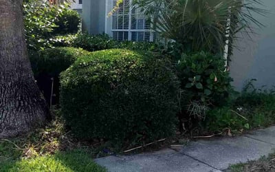 Photo of Veronica C.'s yard after getting landscaping in Howey In The Hills, FL