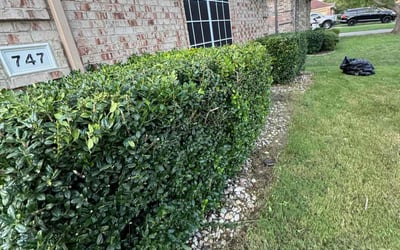 Photo of Cathy B.'s yard after getting landscaping in Red Oak, TX