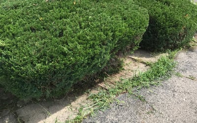Photo of Daniel A.'s yard after getting landscaping in West College Corner, IN