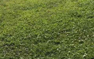 Photo of Anita W.'s yard after getting landscaping in Tulsa, OK