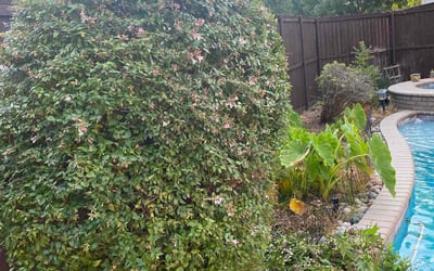 Photo of Jim C.'s yard after getting tree care in Greenville, TX