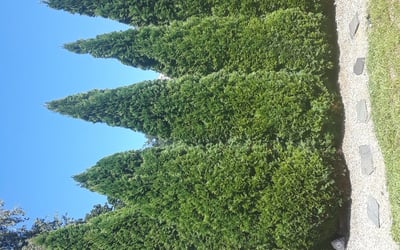 Photo of Jim P.'s yard after getting landscaping in Marblehead, MA