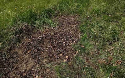 Photo of Joseph M.'s yard after getting landscaping in Strongsville, OH