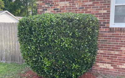 Photo of Diana U.'s yard after getting tree care in Toano, VA