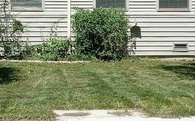 Photo of Hannah F.'s yard after getting tree care in Bloomington, IN