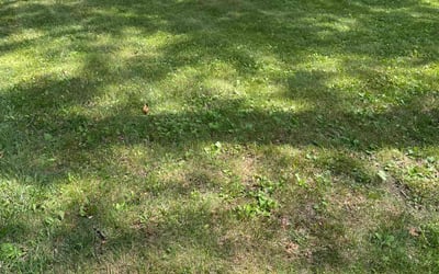 Photo of Pradeep R.'s yard after getting tree care in Newburgh, NY