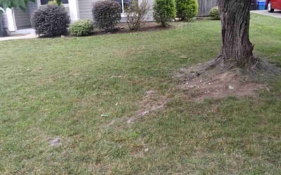 Photo of Wendy F.'s yard after getting landscaping in Wingate, NC