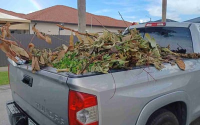 Photo of Elio P.'s yard after getting landscaping in Key Biscayne, FL
