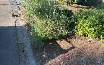 Photo of Gloria D.'s yard after getting landscaping in Fall City, WA