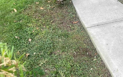 Photo of Hannah F.'s yard after getting landscaping in Saint Amant, LA