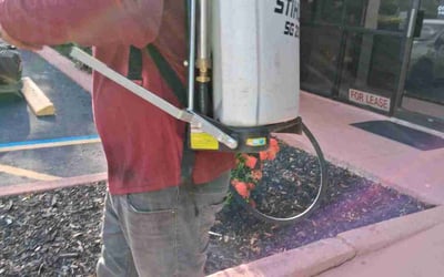 Photo of Erica F.'s yard after getting tree care in Safety Harbor, FL