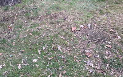 Photo of Stephanie H.'s yard after getting landscaping in Chisago City, MN