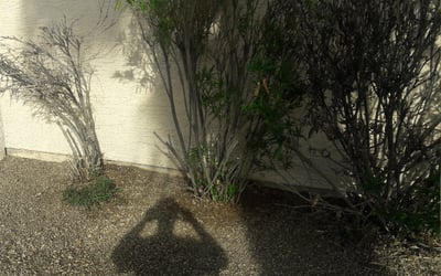 Photo of Steve M.'s yard after getting landscaping in Catalina, AZ