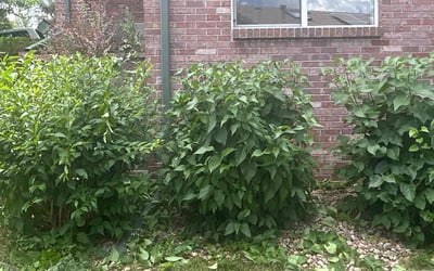 Photo of Lauren P.'s yard after getting landscaping in Golden, CO