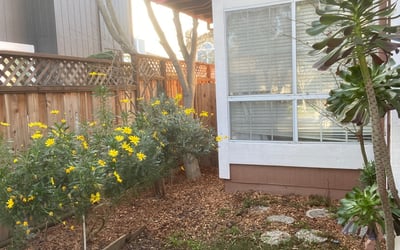 Photo of Dennis T.'s yard after getting tree care in El Dorado Hills, CA